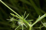 Rattlesnakemaster